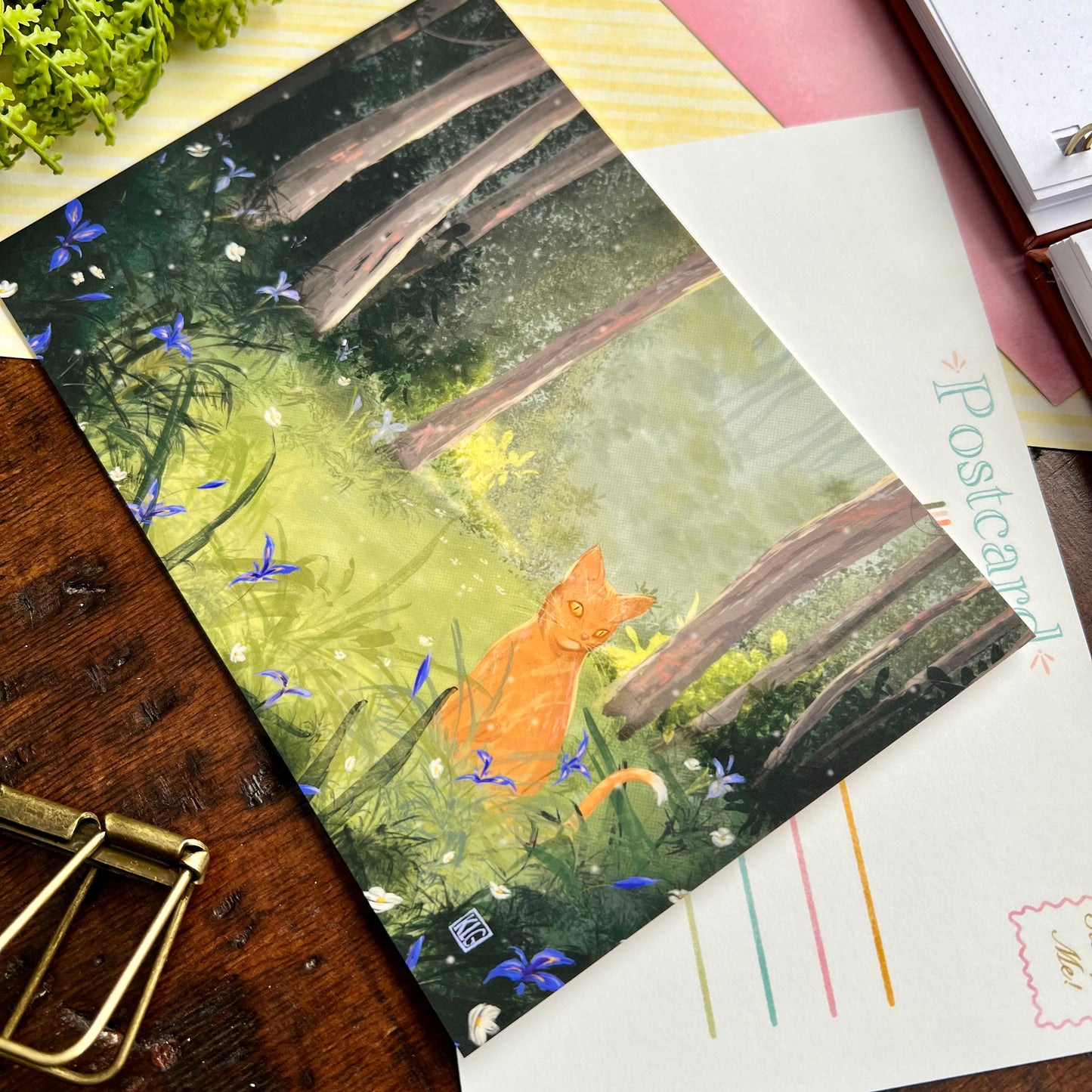 King of The Irises Postcard