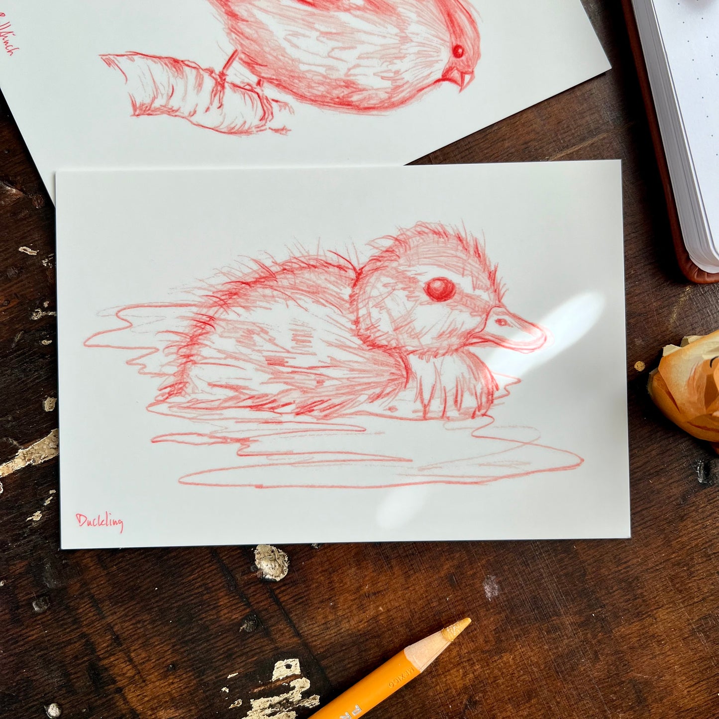 Sketchy Bird Postcard Set 2