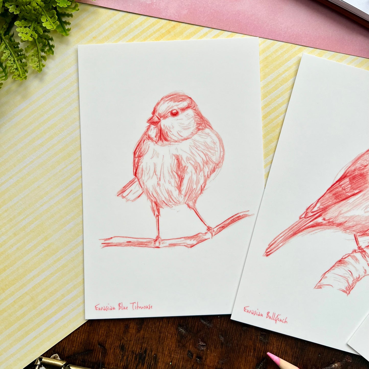 Sketchy Bird Postcard Set 2