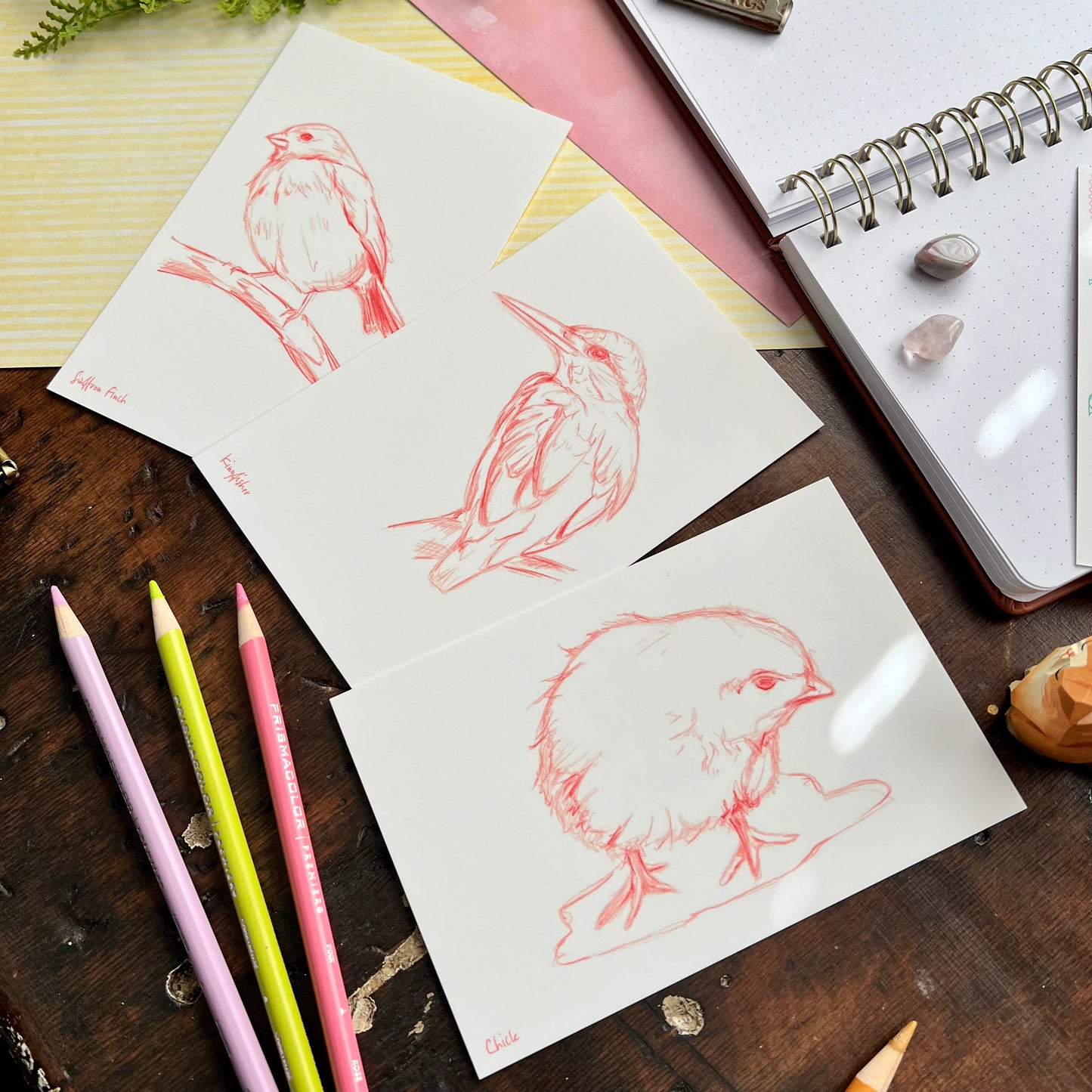 Sketchy Bird Postcard Set 1
