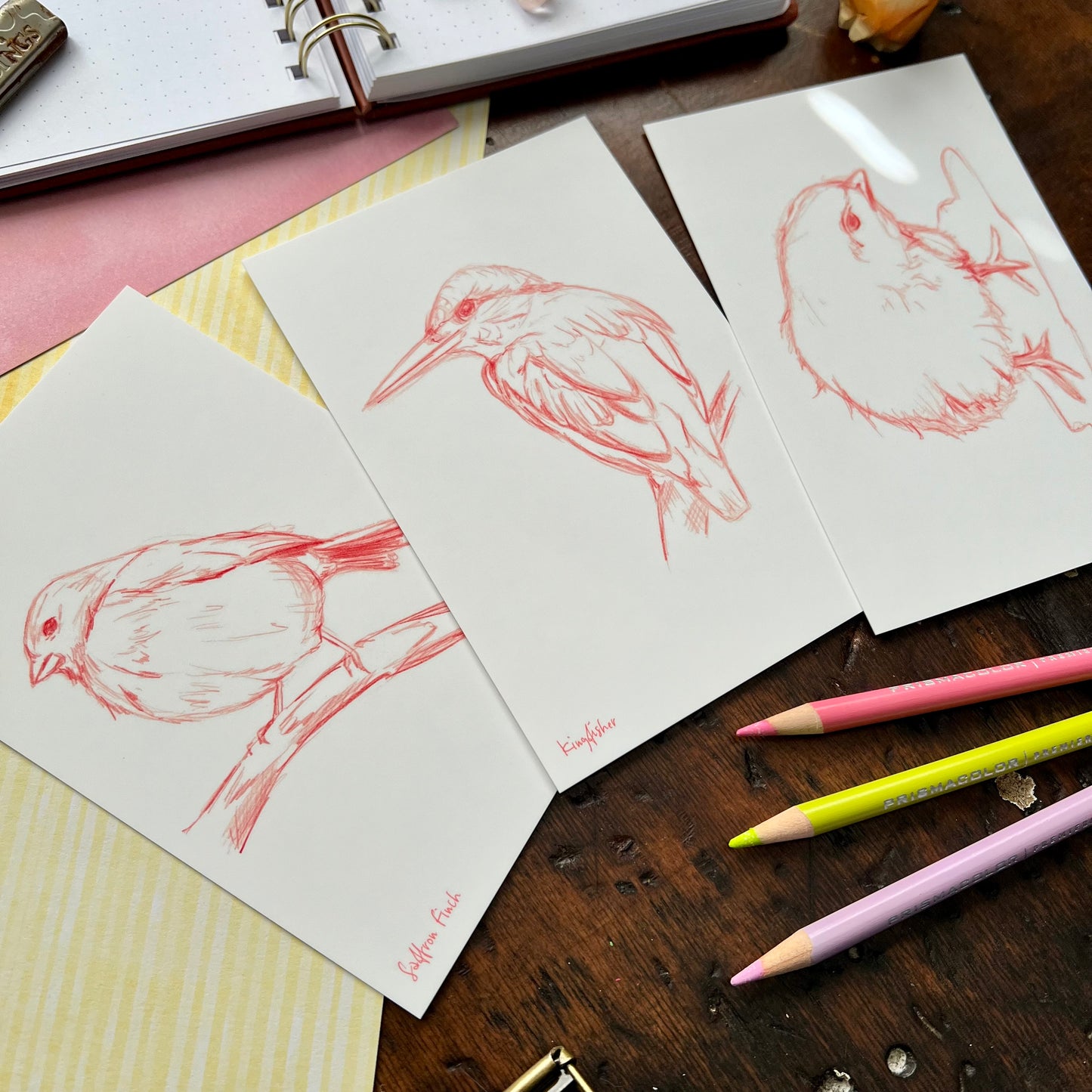 Sketchy Bird Postcard Set 1