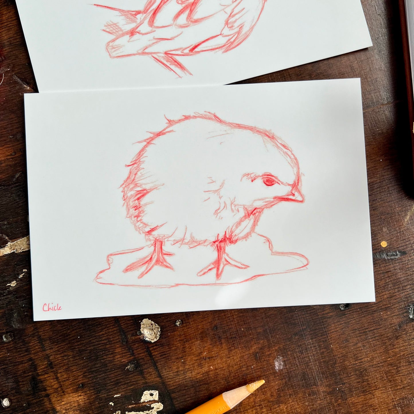 Sketchy Bird Postcard Set 1